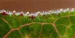  Leaf margin